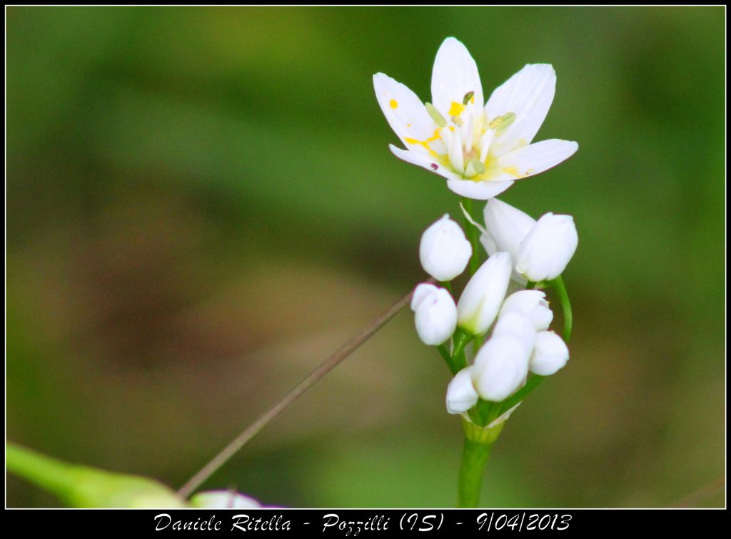 Allium sp.